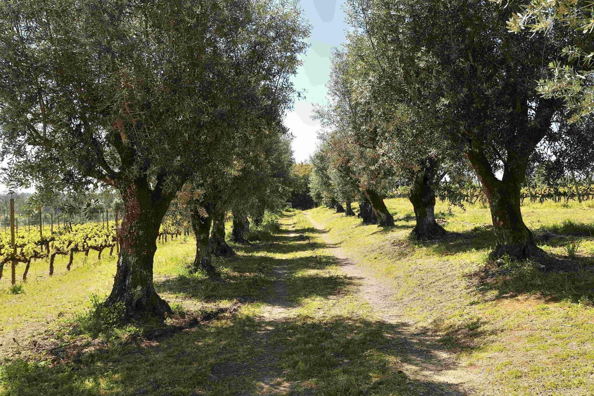Quinta Da Fata Villa Нелас Екстериор снимка